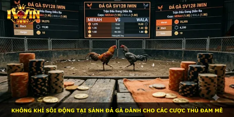 Không khí sôi động tại sảnh đá gà dành cho các cược thủ đam mê
