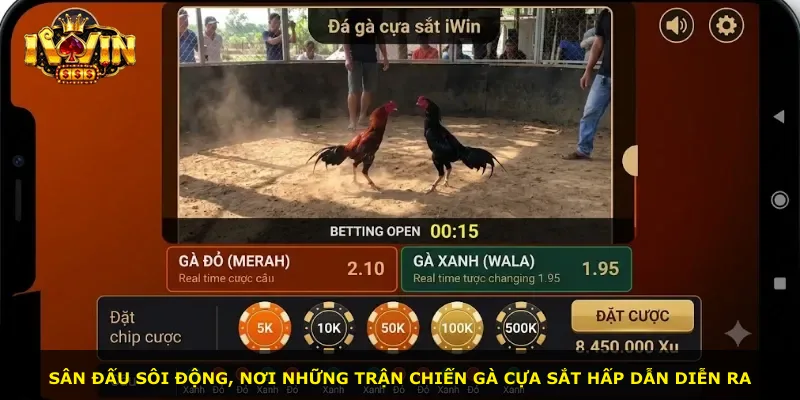Sân đấu sôi động, nơi những trận chiến gà cựa sắt hấp dẫn diễn ra